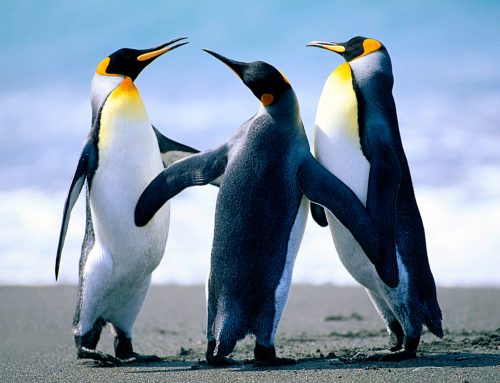 OpenStation Blog: Drag, Drop, Preview: How a Post Gets Written in OpenStation